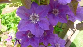 Clematis 3,nah.webp