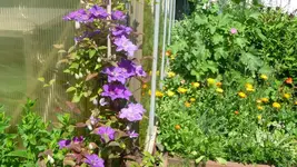 K800_garten im Juni 016.webp