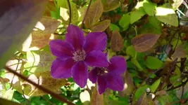 K800_garten im Juni 027.webp