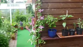 K800_garten im Juni 032.webp