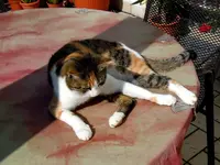 Mieze059.webp
