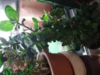 DSCF8681.webp