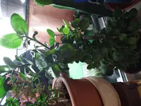 DSCF8682.webp