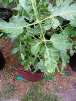 Tomaten 24.06.2011(12).webp