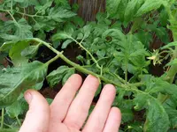 Tomaten 24.06.2011(01).webp