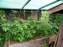Tomaten 24.06.2011(5).webp