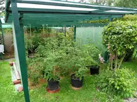Tomaten 24.06.2011(8).webp