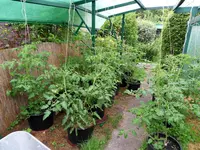 Tomaten 24.06.2011(10).webp