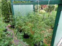 Tomaten 24.06.2011(11).webp
