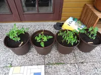 Tomaten 24.06.2011(2).webp