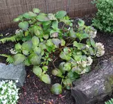 hortensie_endless2.webp