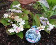 hortensie_emotion.webp