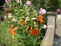 JD500500.webp