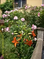 JD500501.webp