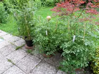 Tomaten 24.06.2011(3).webp