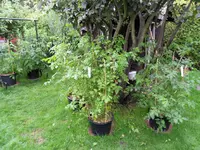 Tomaten 24.06.2011(4).webp