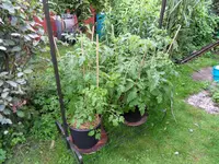 Tomaten 24.06.2011(6).webp