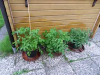 Tomaten 24.06.2011(7).webp