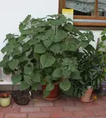 physalis.webp