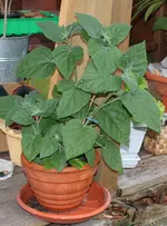 physalis_stecklinge.webp