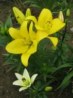 IMG_3755_600x800.webp