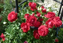 Kletterrose Götterfunken Hof.webp