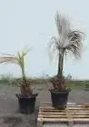 140.webp