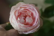 Amaretto Kletterr.Kordes 2006.webp