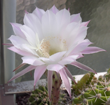 Echinopsis 6.webp