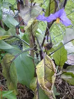 DSC00996.webp