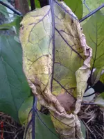 DSC00997.webp