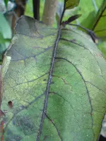 DSC01000.webp