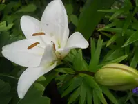 DSCN0810.webp