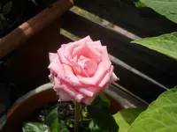 DSCN0804.webp