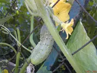DSC00964.webp
