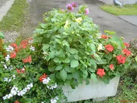 DSC01006.webp