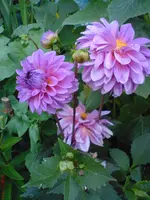 DSC01010.webp