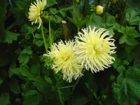 DSC01011.webp
