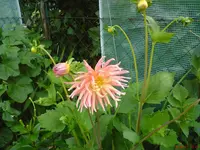 DSC01012.webp