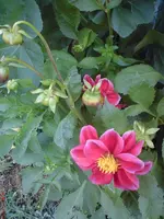 DSC01013.webp
