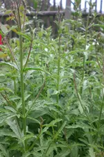 Garten Juni 5 003.webp