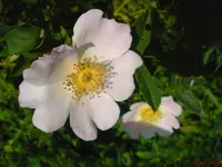DSC00858.webp
