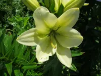010.webp