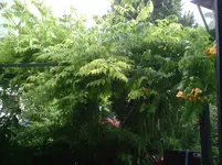 Trompetenbaum.gelb.25.06.2011.webp