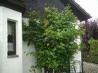 Trompetenbaum.rot.25.06.2011.webp