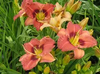 IMG_tante yu6_1067x800.webp