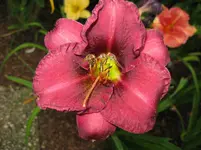 IMG_olive baily_1067x800.webp