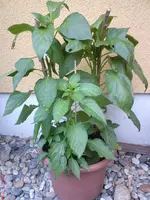 DSC01009.webp