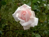 Rosa v.webp