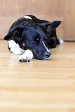 Doesender-Hund-a21377338.webp